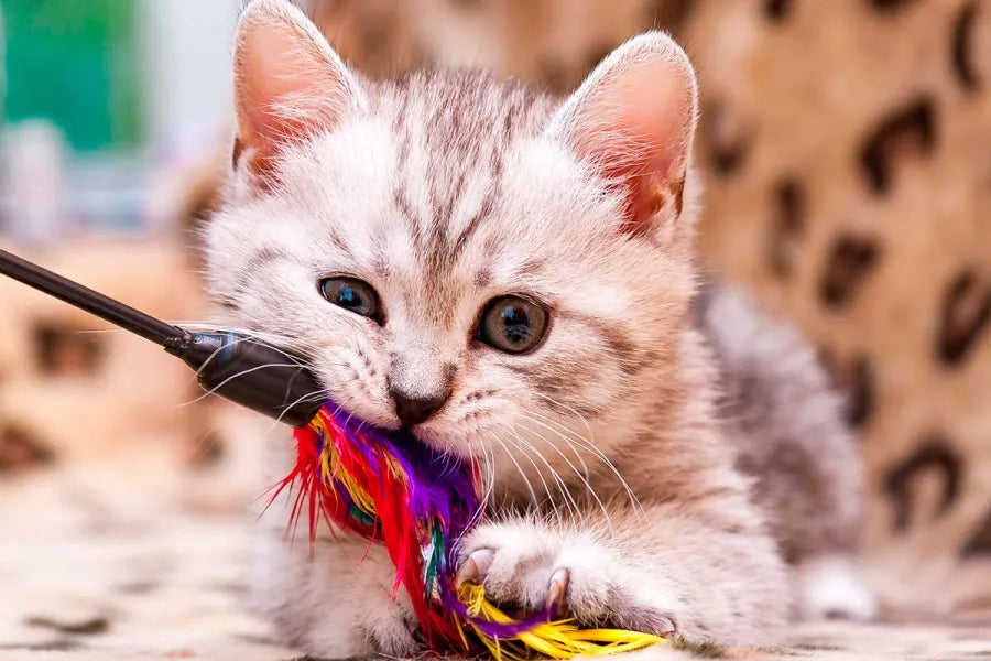 Gatos